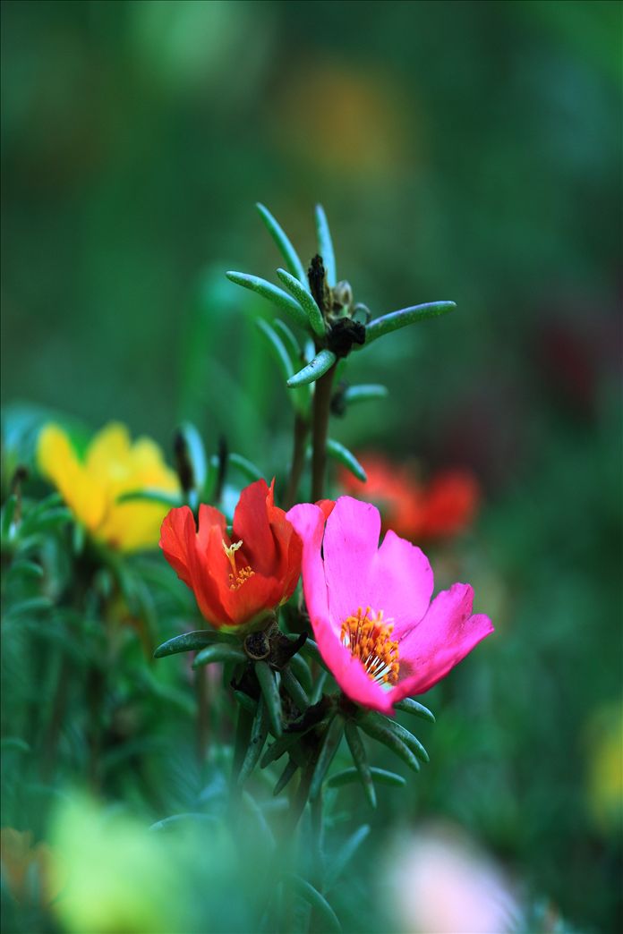 自制原味薯片的做法:beat365亚洲体育官方网站(图3) beat·365